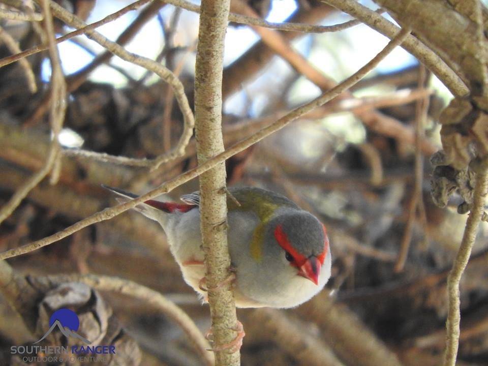 Red-browed Finch.jpg