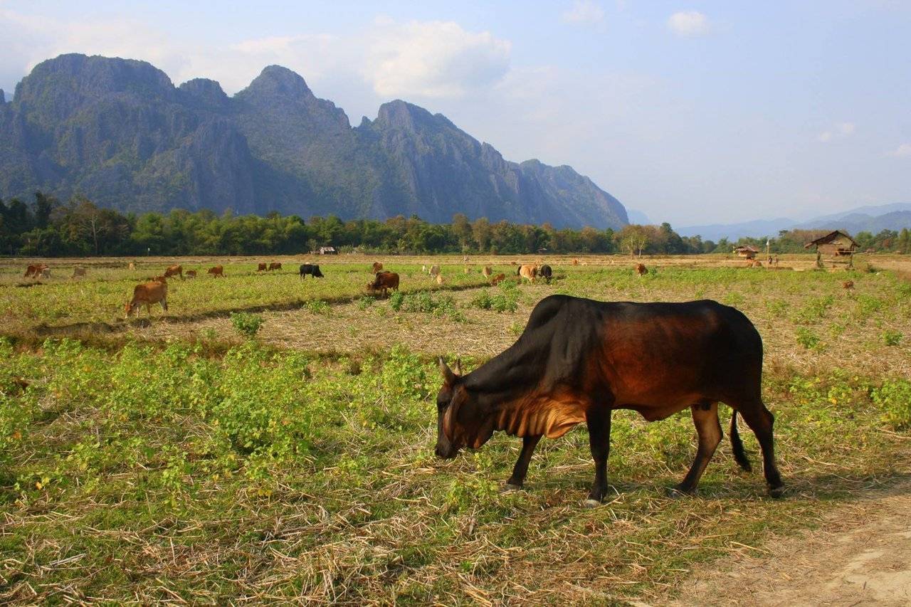 Vang Vieng, Laos is a nature-lover's paradise. Outdoor activities range from water sports on the Nam Song to hiking, climbing, exploring caves. and swimming.