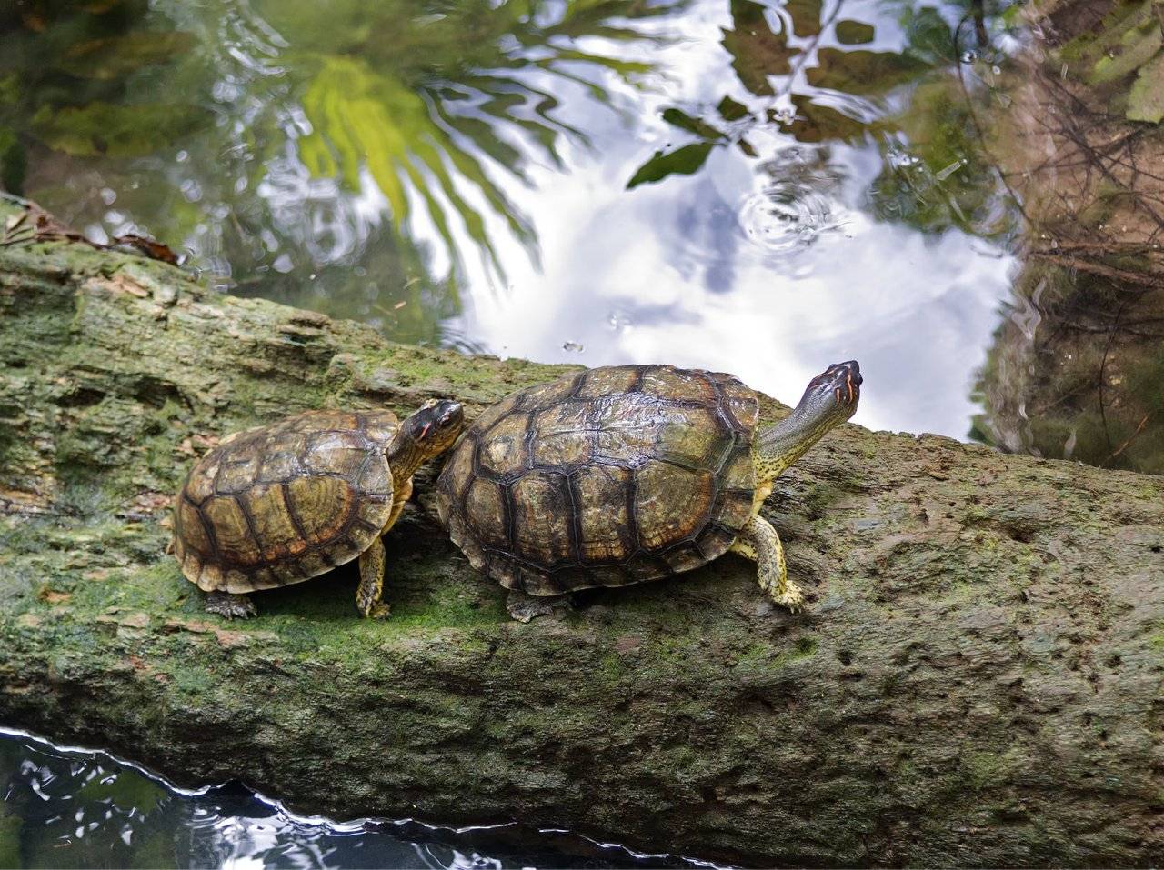 P7170301-turtles-grand-cenote.jpg