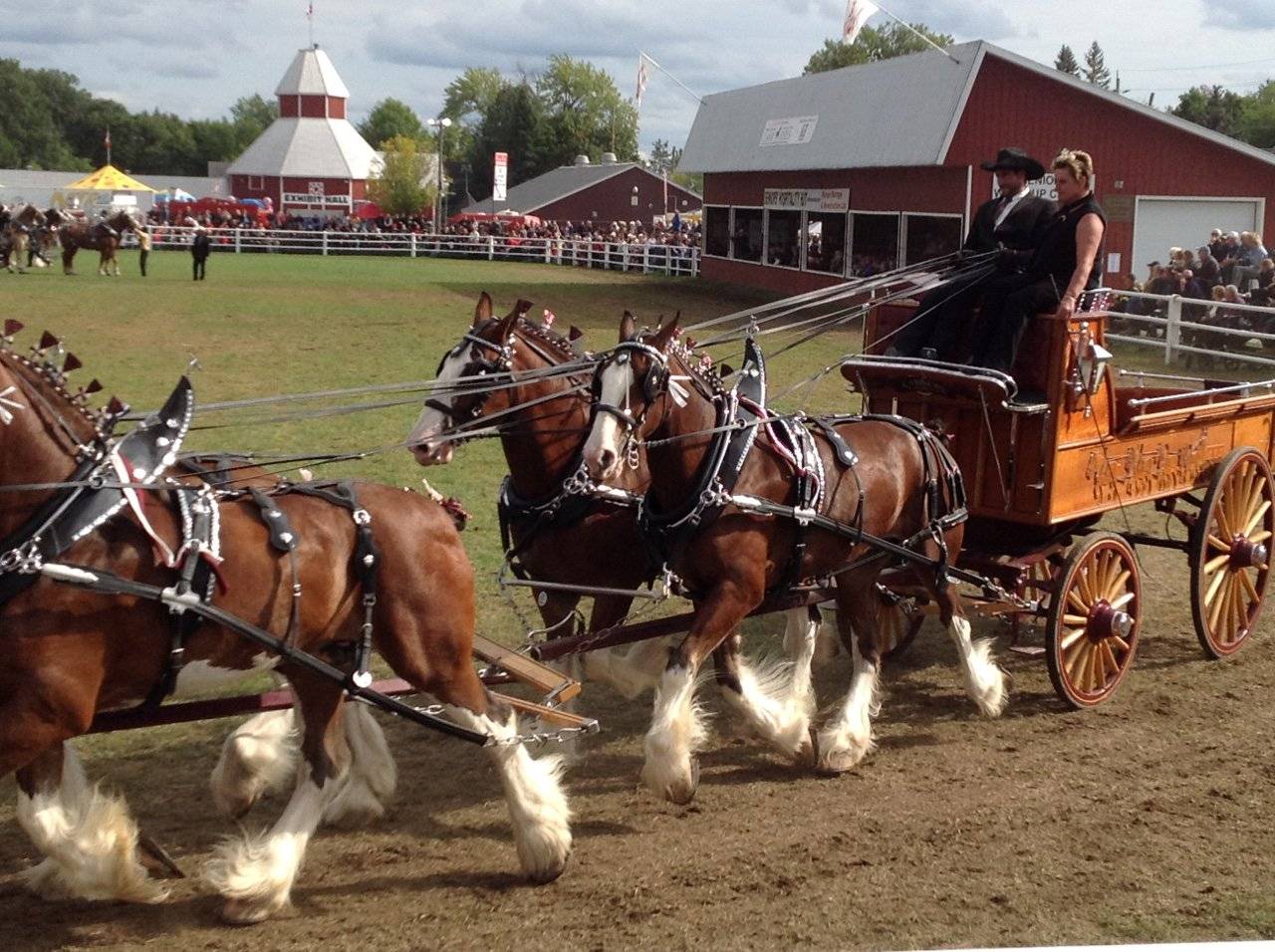 IMG_6354 Clydesdale wagon.JPG