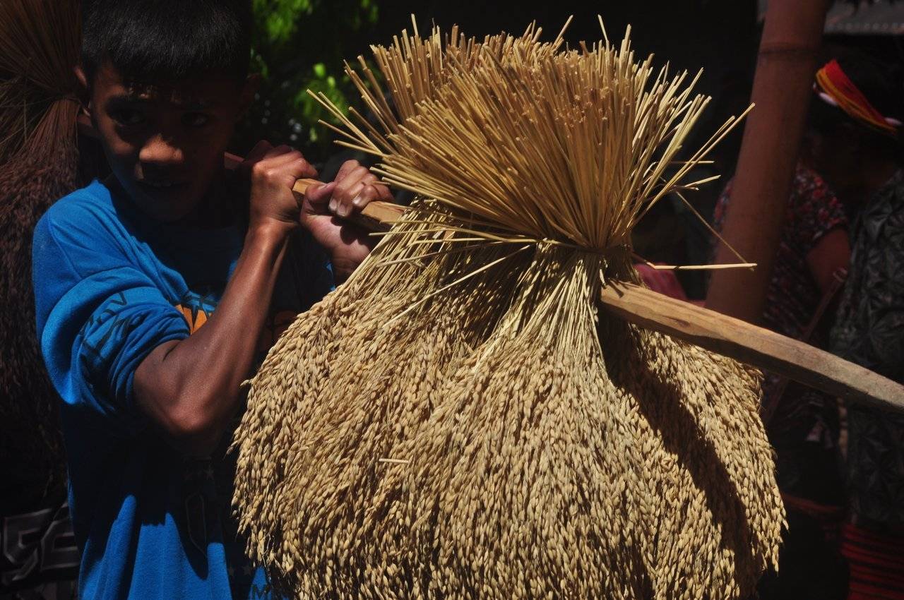 A boy carrying bundles of rice