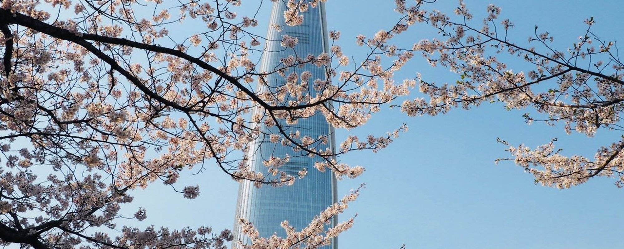 Cherry Blossom trip in Seoul