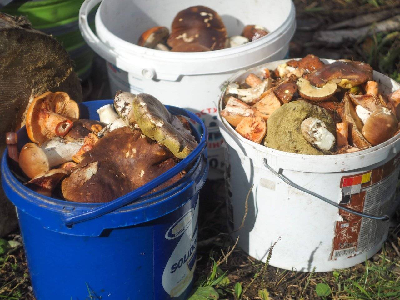 Our mushroom find
