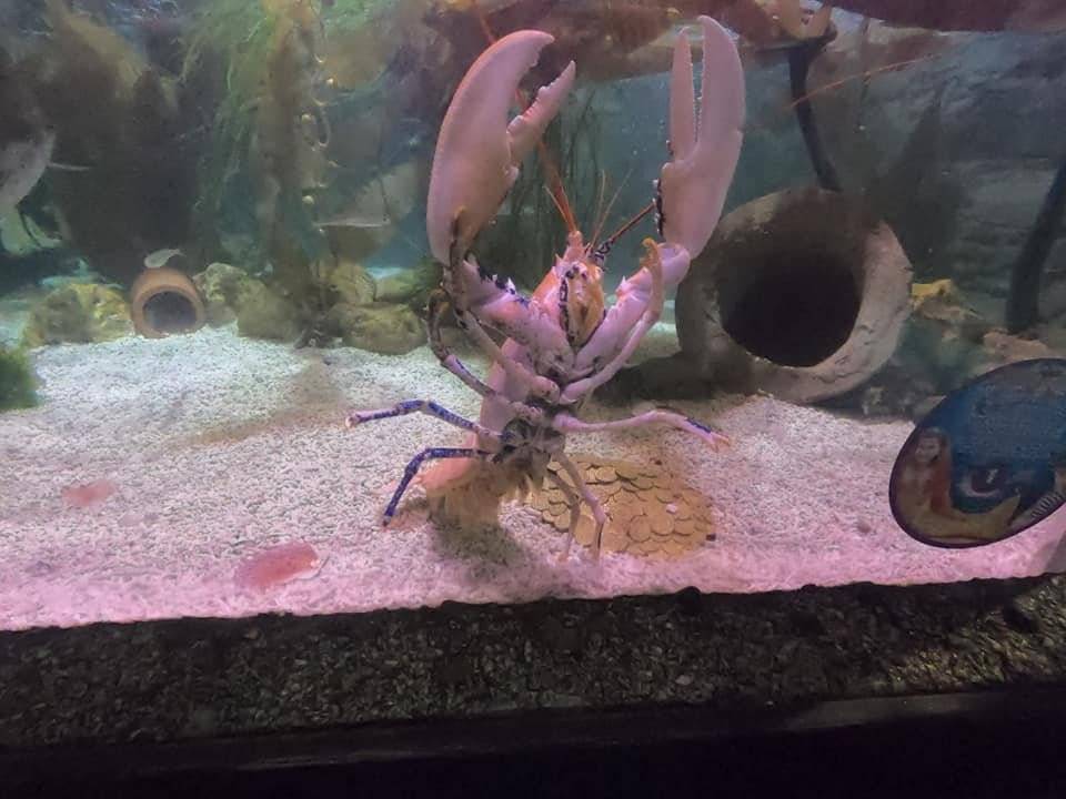 Lobster photo.