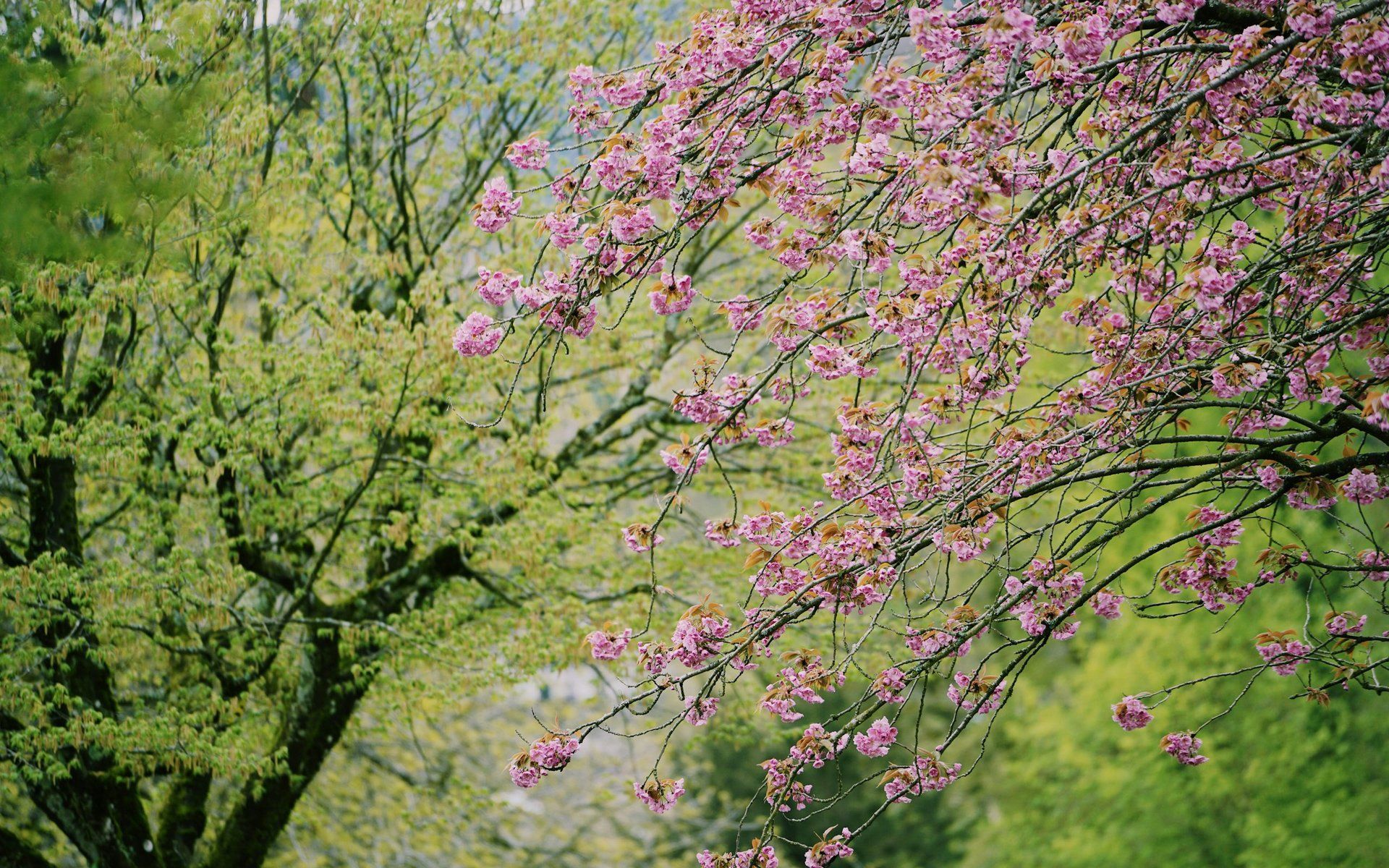 Waldkirch