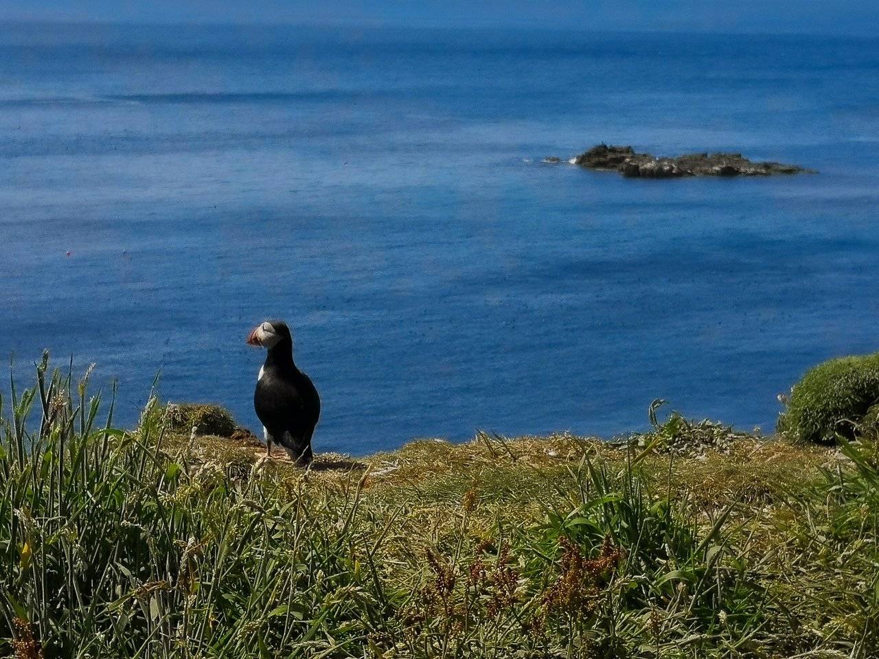 Lone puffin watching the sea near a cliff on Lunga Island, Scotland