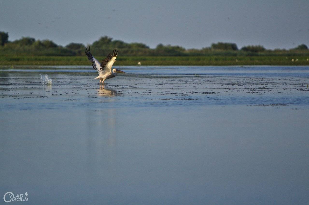 pelican taking off