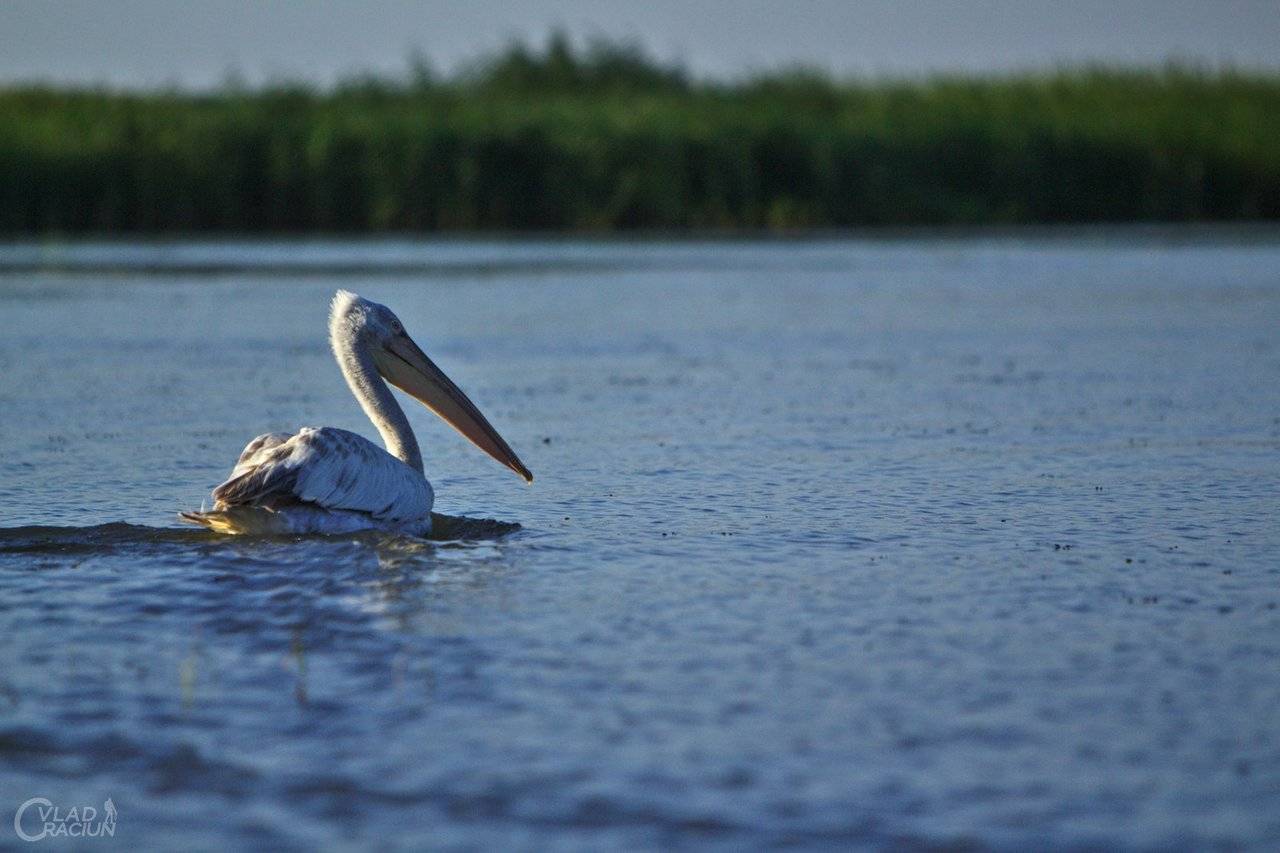 pelican floating around in the danube delta