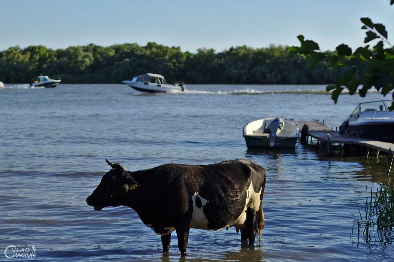 cow in the water