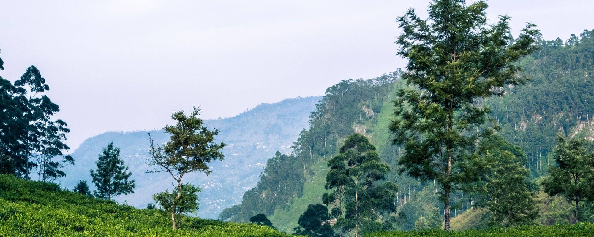 Chasing down Thomas Lipton on the tea plantations of Haputale, Sri Lanka
