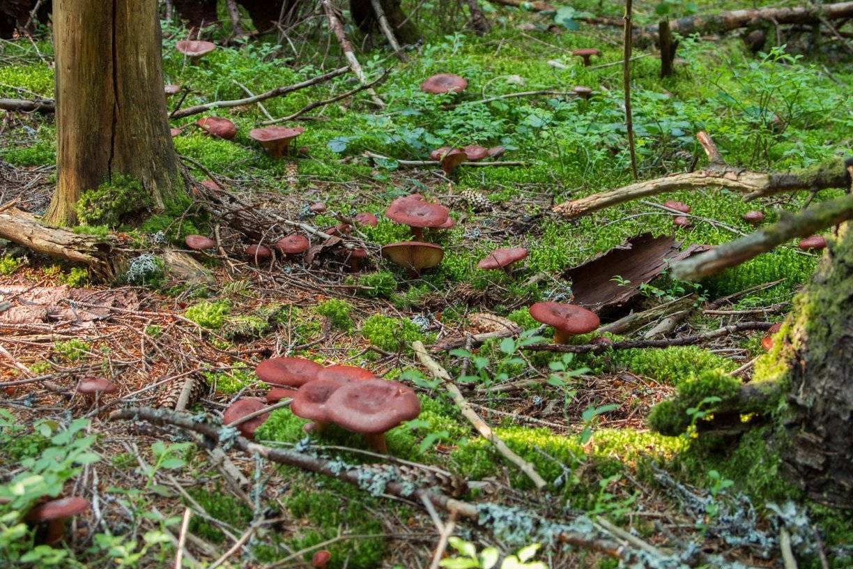 Many mushrooms in the Carpathian forest