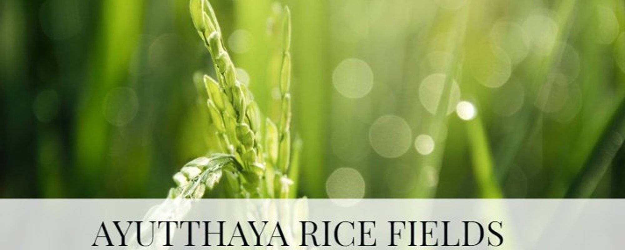 Ayutthaya Rice fields - Photoreport (Thailand)