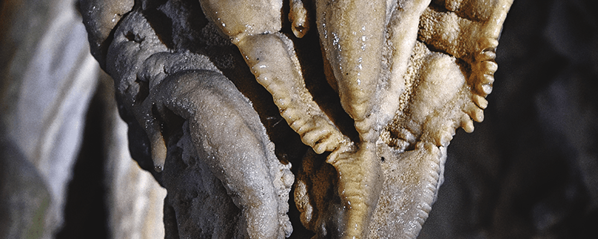 Eerie Stalactite Formations and Giger Inspiration — Caving in New Zealand, Part 1
