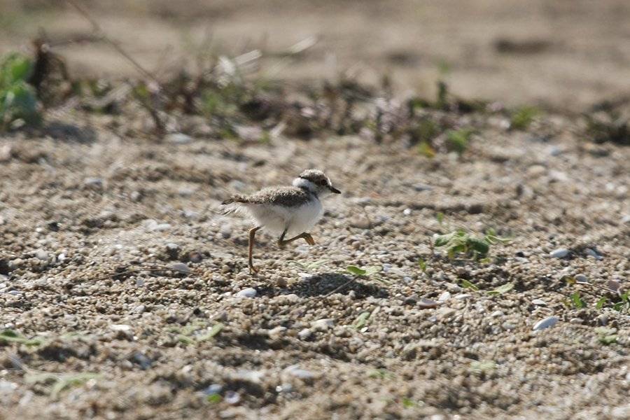 Young_Ringed_Plover_s.jpg