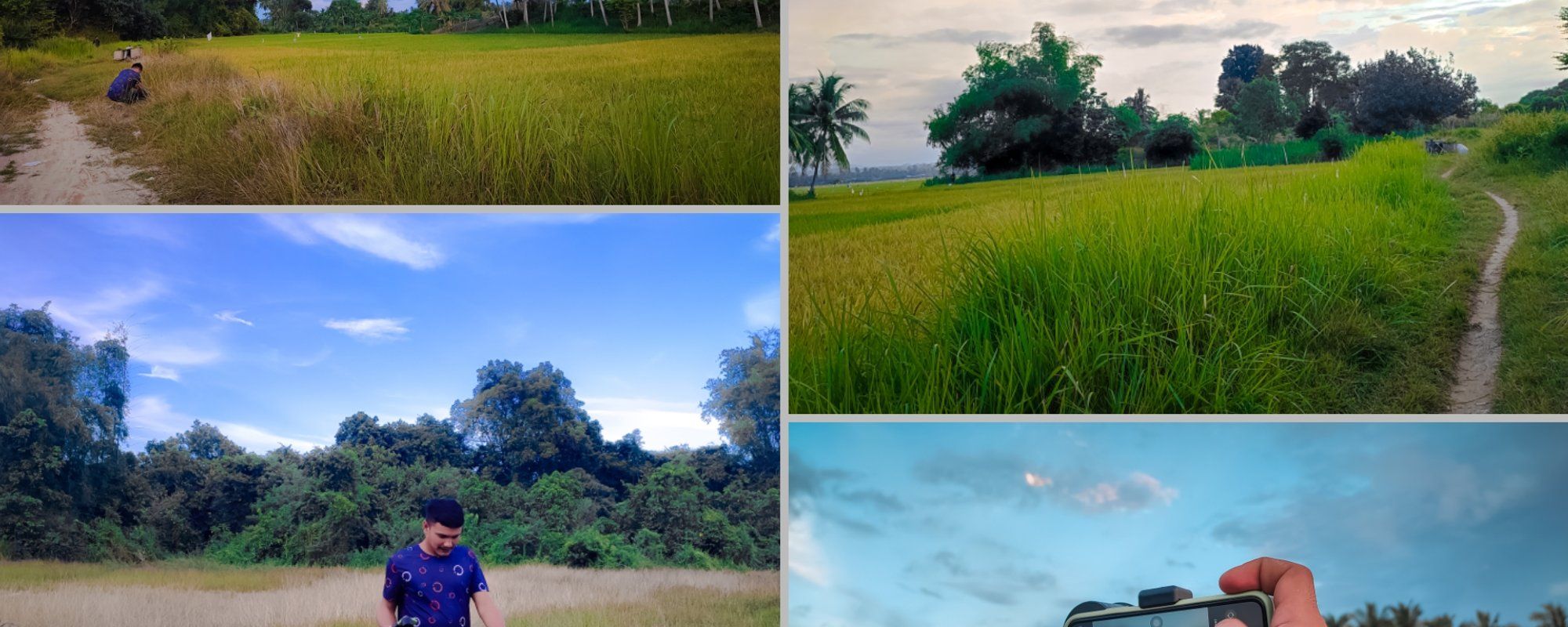 "Atmosphere of Natural Beauty and Rice Fields Before Harvest in Punteuet Village"