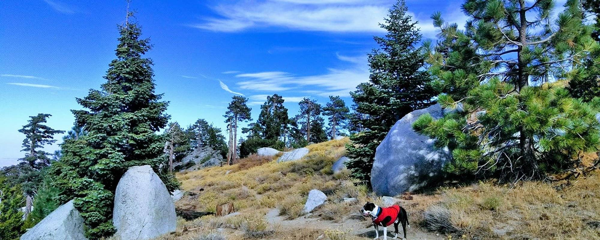 Off Leash Adventures: The Grass Is Always Greener On The PCT; Doggie Day Hike At Fuller Ridge