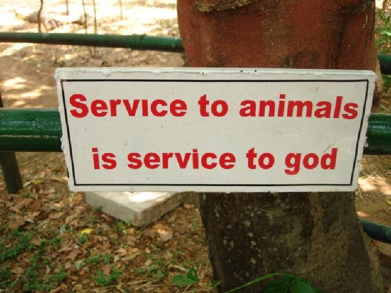 service to animals service to god.jpg