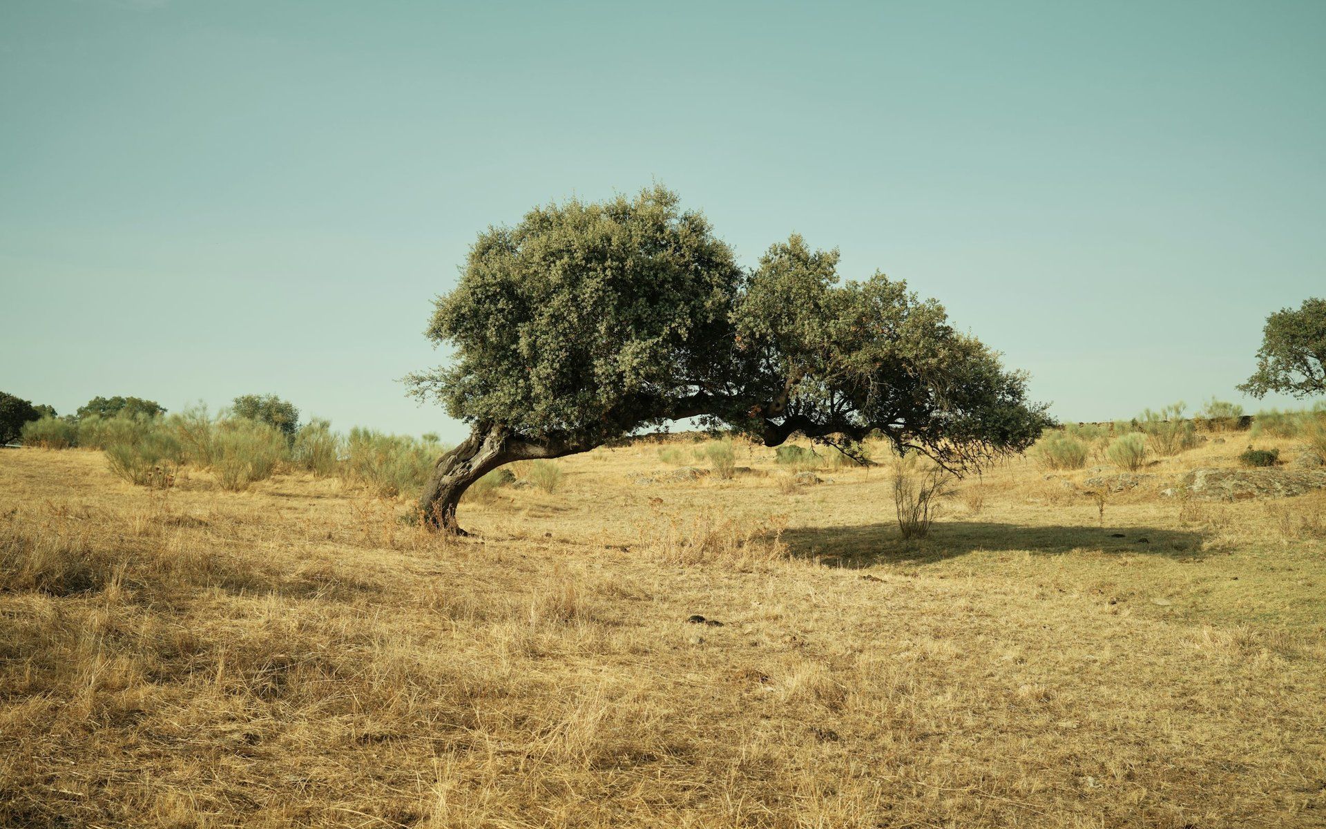 Alentejo