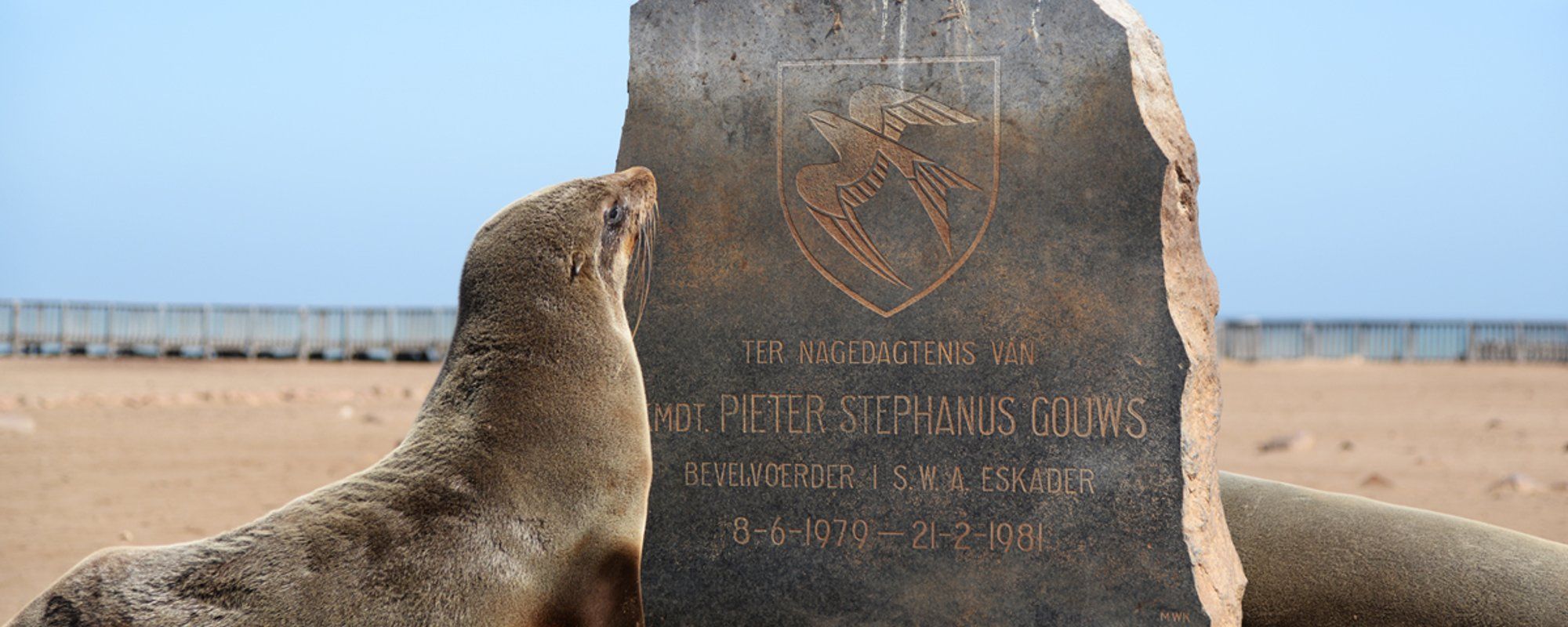 Hundred of seals getting together at Cape Cross, Namibia