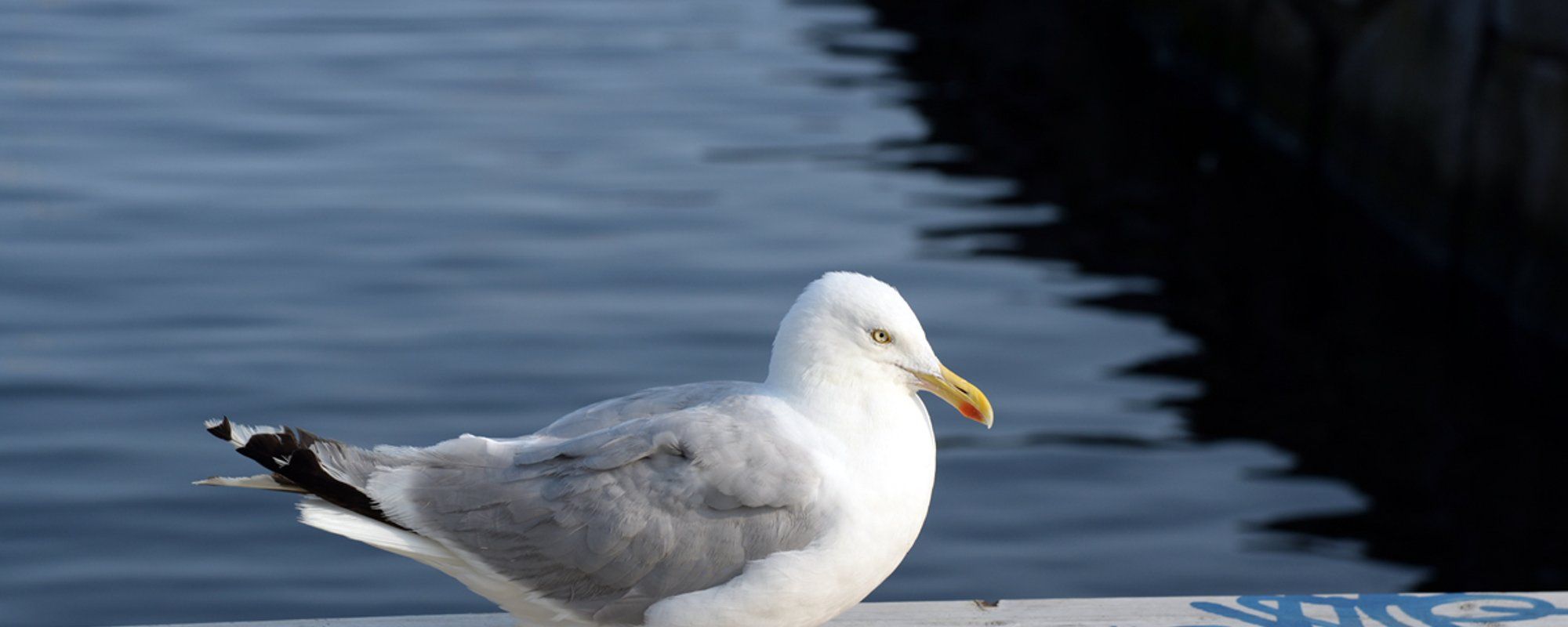 City birds or sea birds? A walk along the waterfront in Kristiansand, Norway