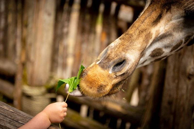 chubby kid feeding giraffe
