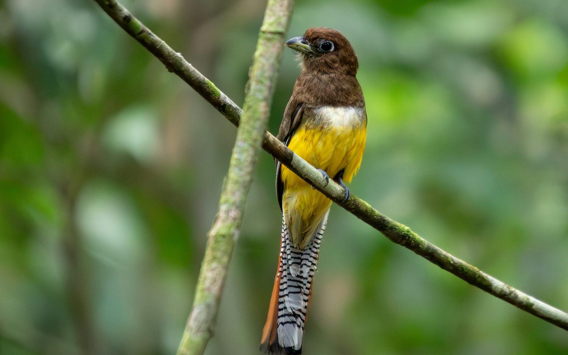 La Fortuna