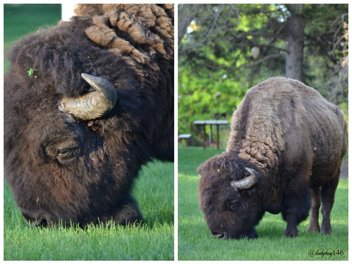 plain bison.jpg