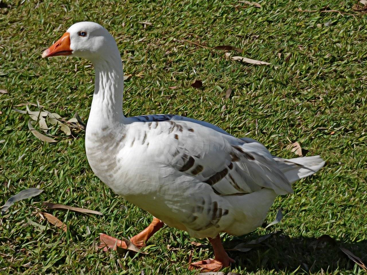 Goose white.jpg