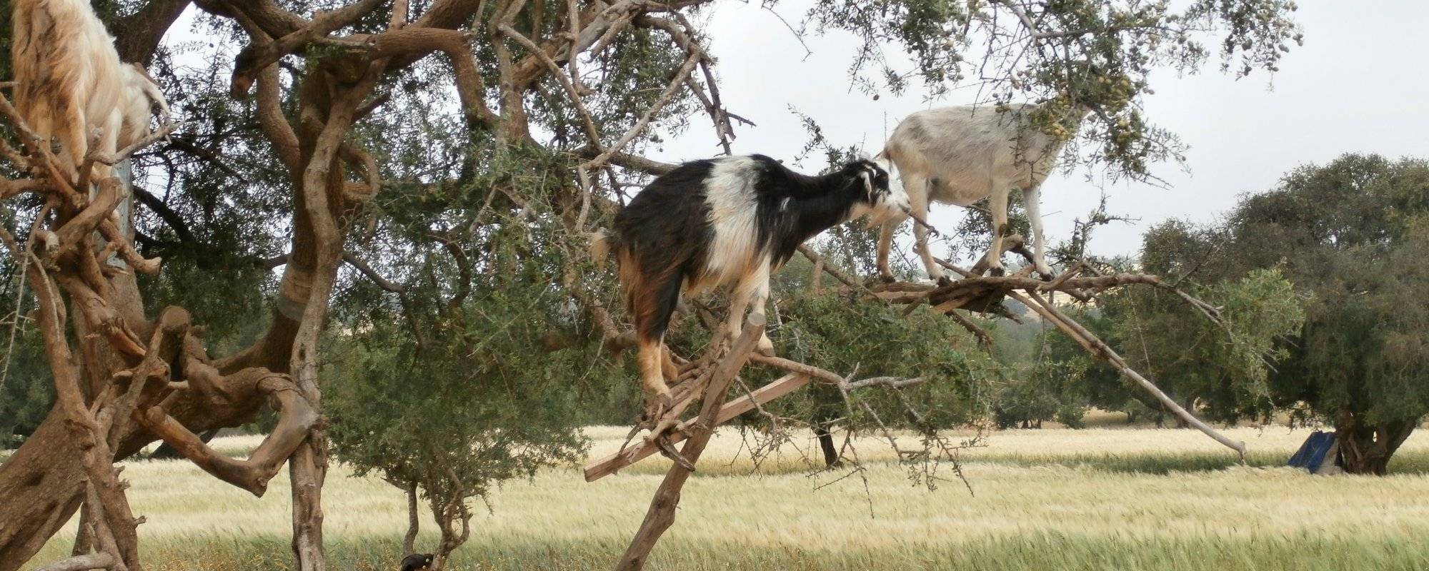 When Goats Can Climb Trees - Morocco