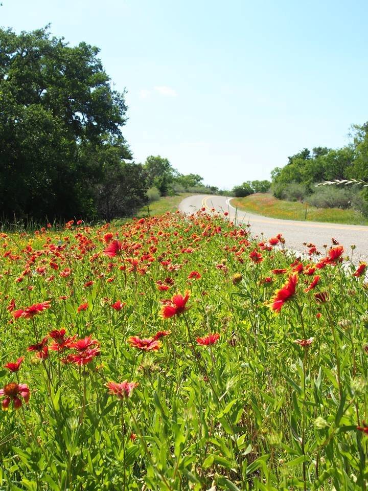 texas-wildflowers.jpg