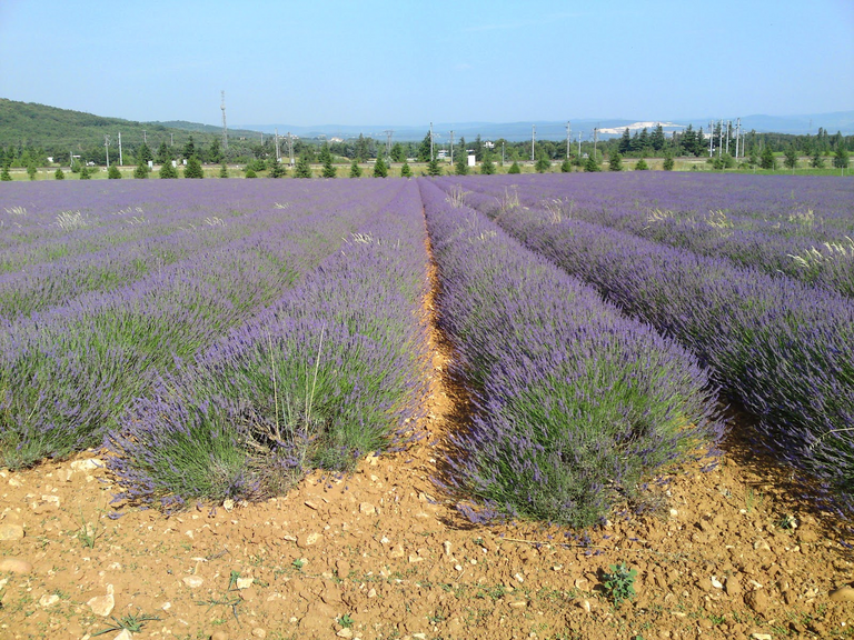 Fields of lavender are such an eye candy