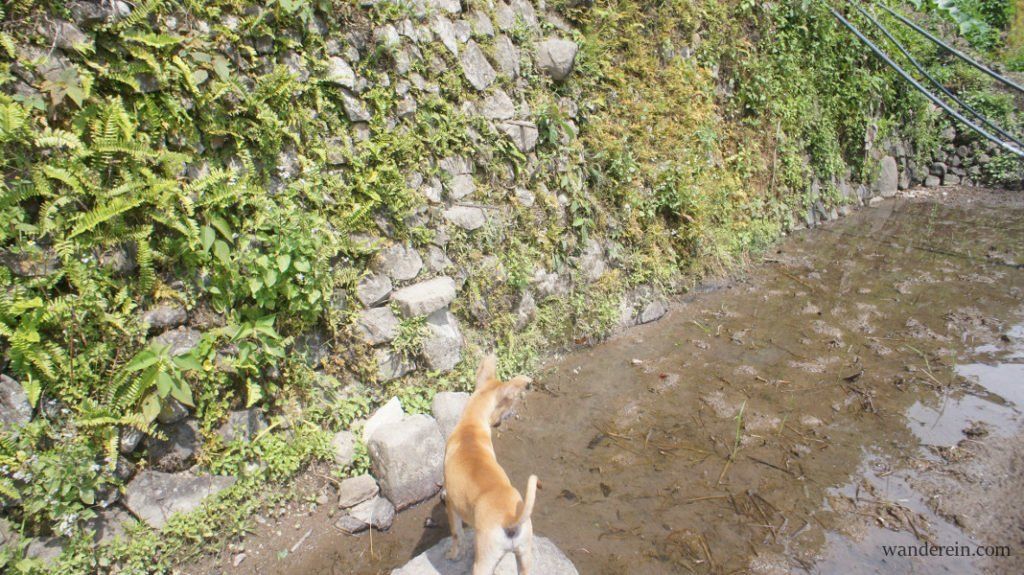 The small puppy can't jump yet to high and small stonewall steps