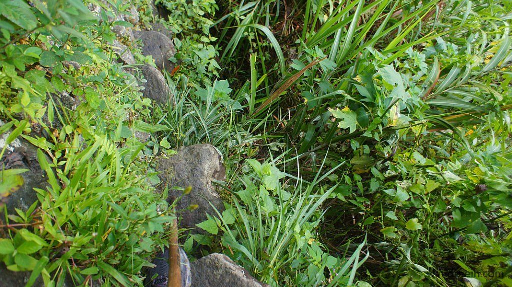 Tiny stone steps attached to the wall. The cliff leading all the way down to the river on the right side is hidden by the bush.