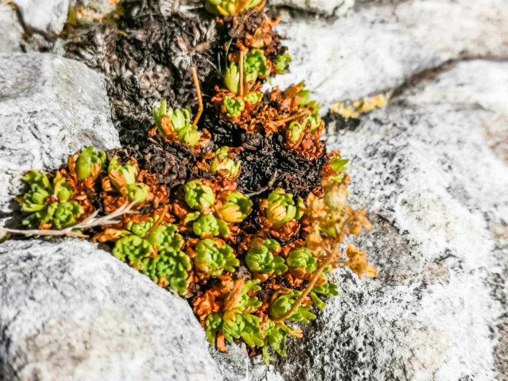Mosses and lichens in Koncheto Pirin
