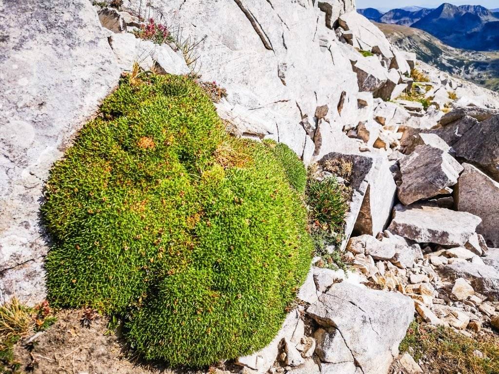 Mosses and lichens in Koncheto Pirin