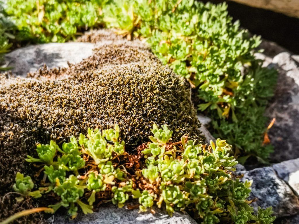 Mosses and lichens in Koncheto Pirin