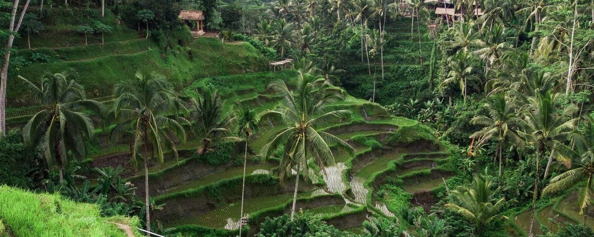 The Tegalalang Rice Terraces - Ubud, Bali