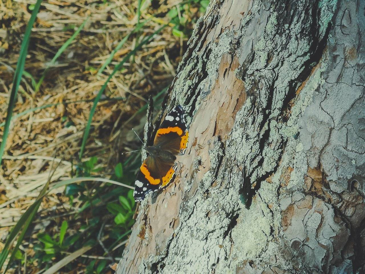   Red Admiral in Labanoras Regional Park, Lithuania. Photo Alis Monte [CC BY-SA 4.0], via Connecting the Dots