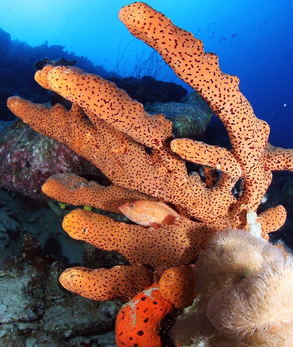 Bonaire sponge