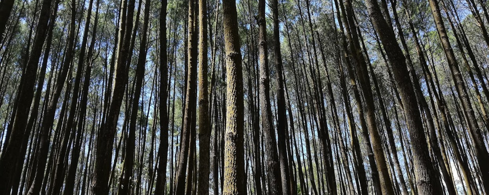 Post-trip photo sharing (XII)! [Hutan Pinus Imogiri, Yogyakarta]