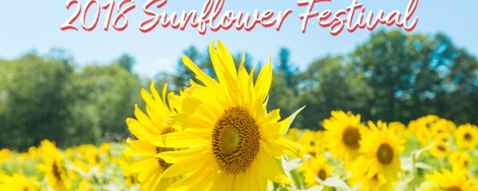A Trip to the 2018 Sunflower Festival