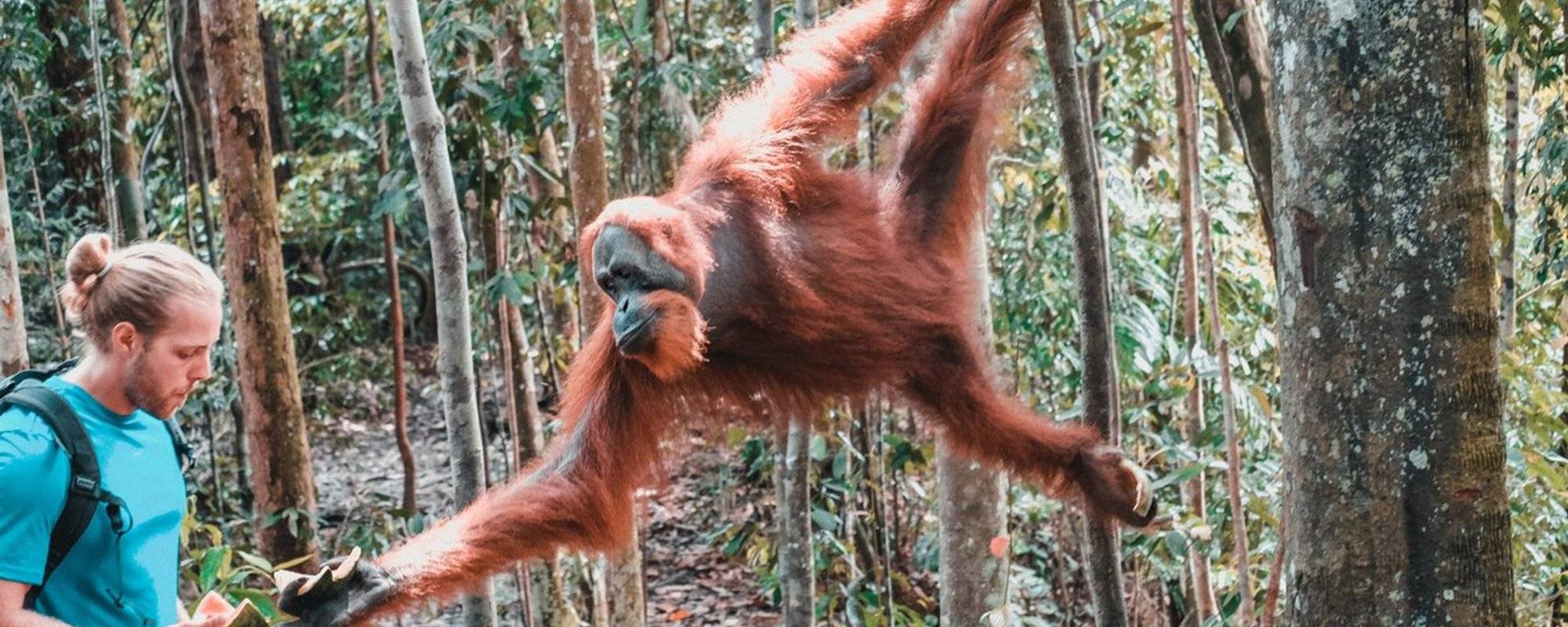 Visiting the Orangutan in Sumatra