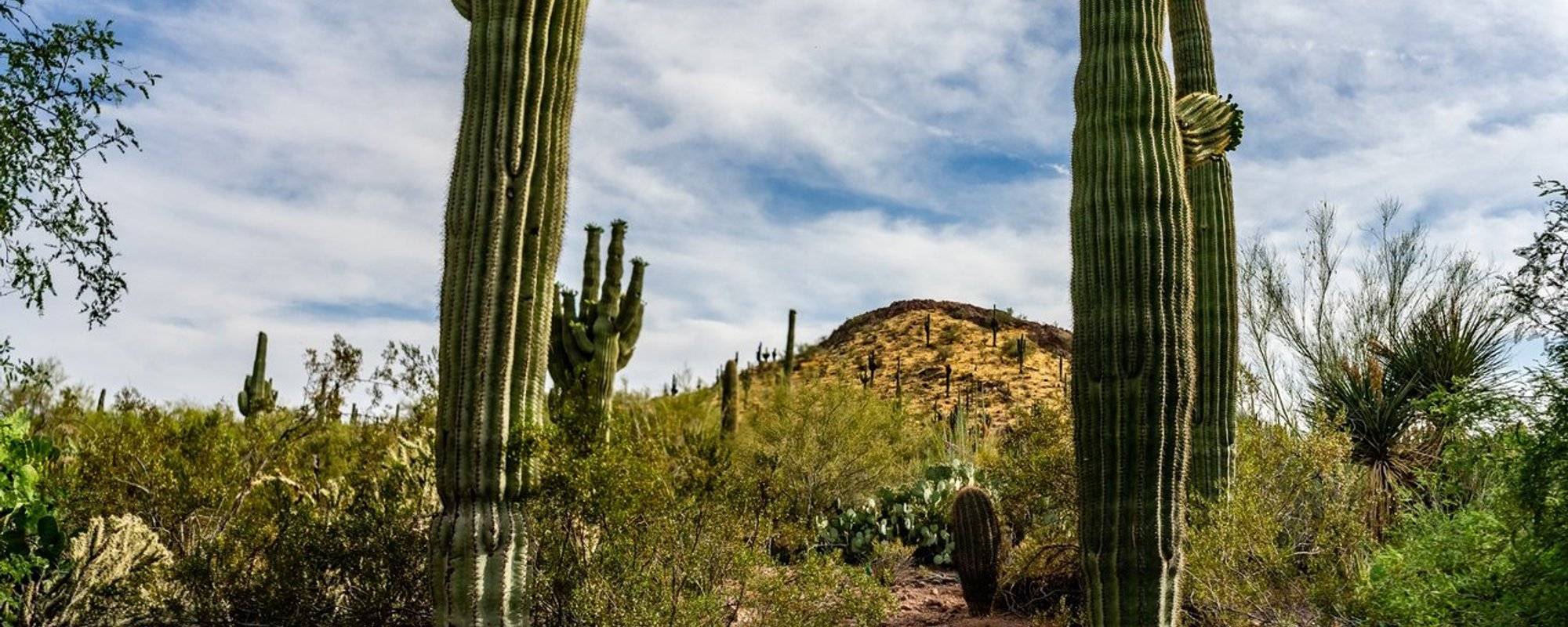 Desert Botanical Garden: Sonoran Wonder in Phoenix Arizona