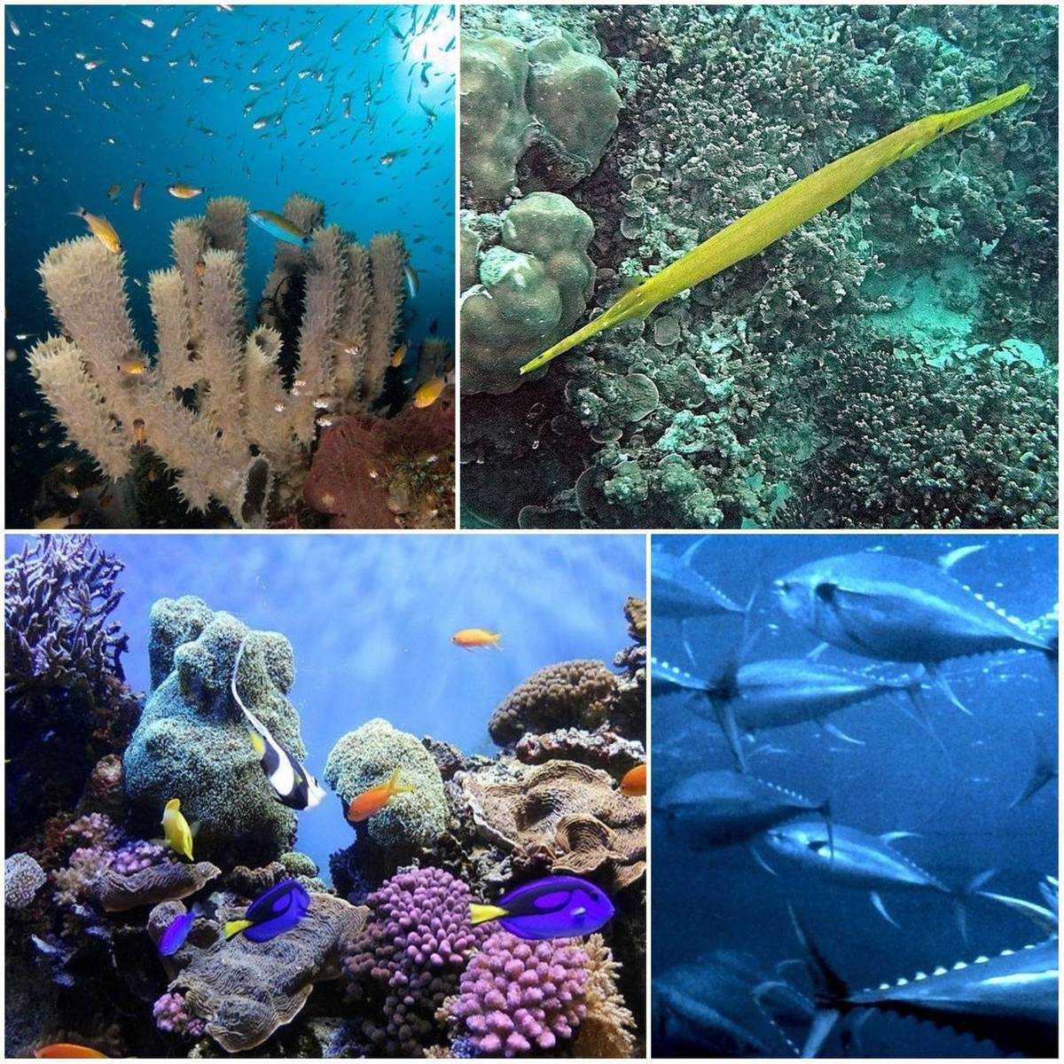 Marine Life 1 collage.jpg