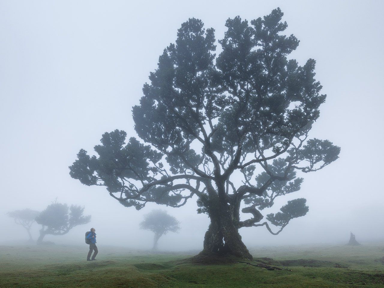 Fanal Forest Madeira