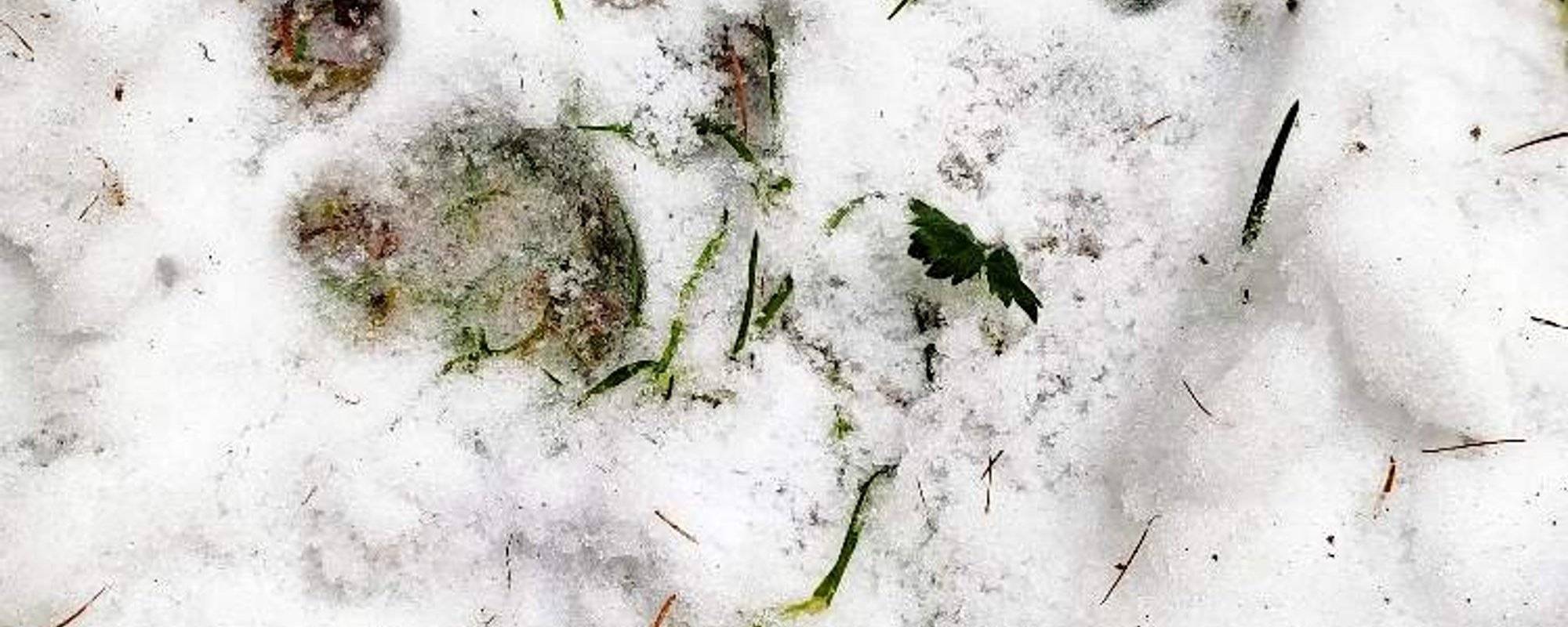 Traces of a Lynx in snow