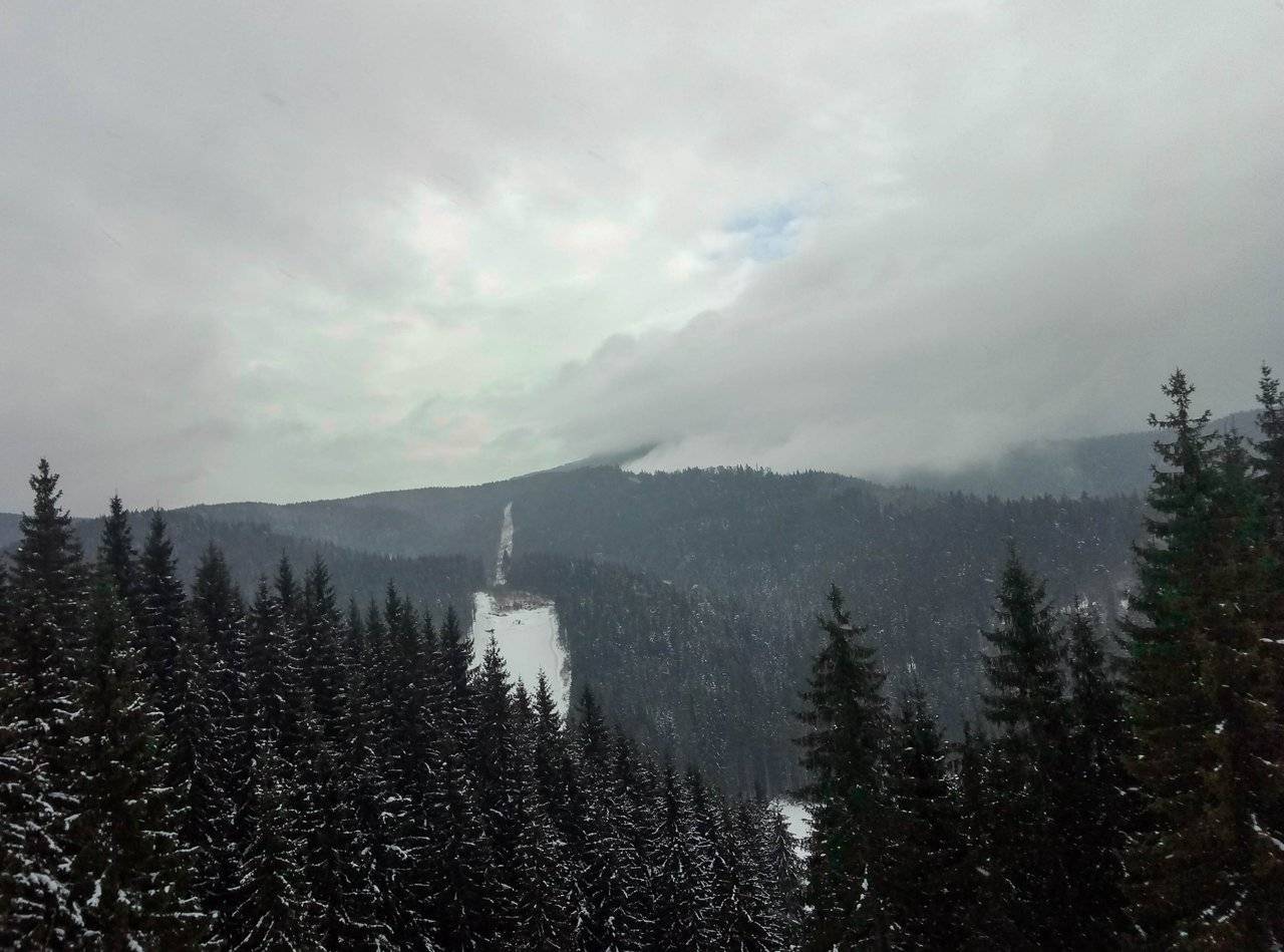 Spruce forests of Bukovel