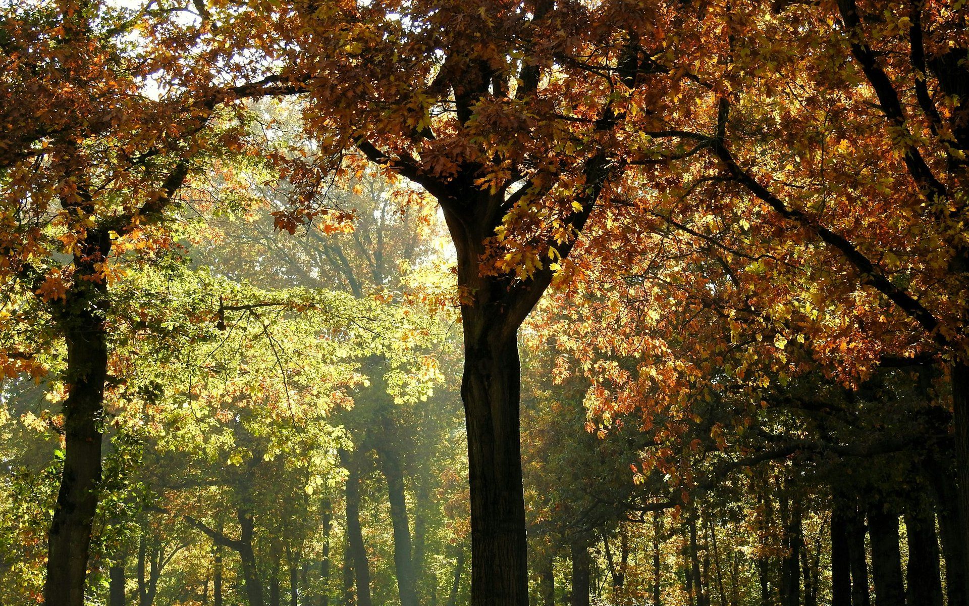 Limburg