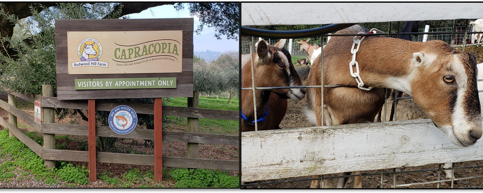 R2R Travelogue 10: Redwood Hill Farms and Sonoma County, California