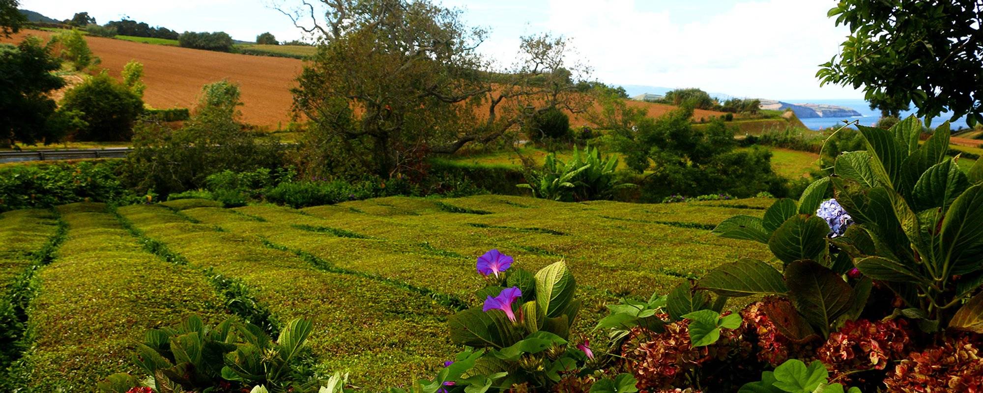 Visit the Azores #12: Aromatic green and black tea without pesticides? Only on São Miguel! (EN/GER/FR)